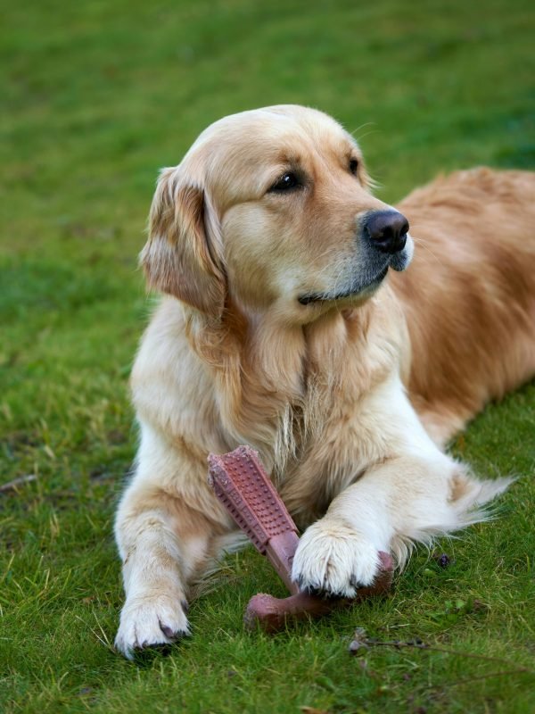 pexels-barnabas-davoti-31615494-13701781 pexels-barnabas-davoti-31615494-13701781